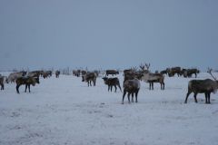 IMG_7074.JPG