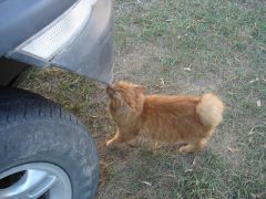 getImageCAIAX1F1