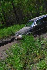 носороги вперед