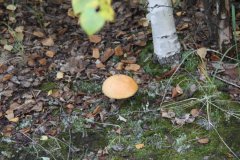 IMG_9126.JPG
