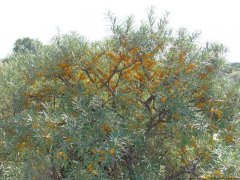 DSC01941.jpg