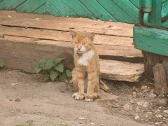 Бедолага