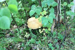 IMG_9119.JPG