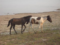 Якутские лошадки