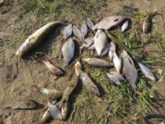 DSC01517.JPG