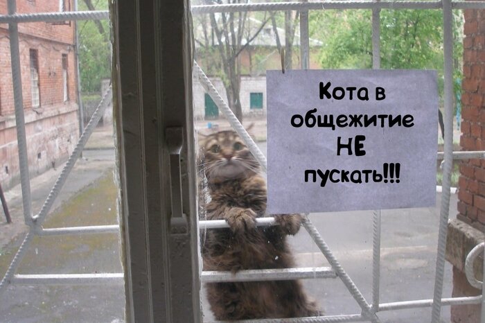 cat.jpg