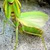 Allexus