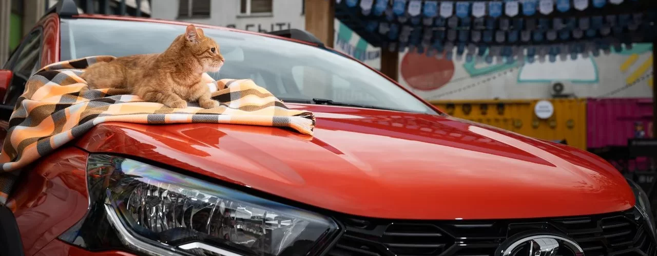 Рыжий кот на фоне новой LADA Iskra